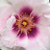Purpuriu - roz - Trandafir pentru straturi Floribunda - Eyes for You